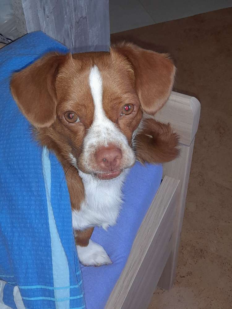 Hundetreffen-Gassigehen-Profilbild