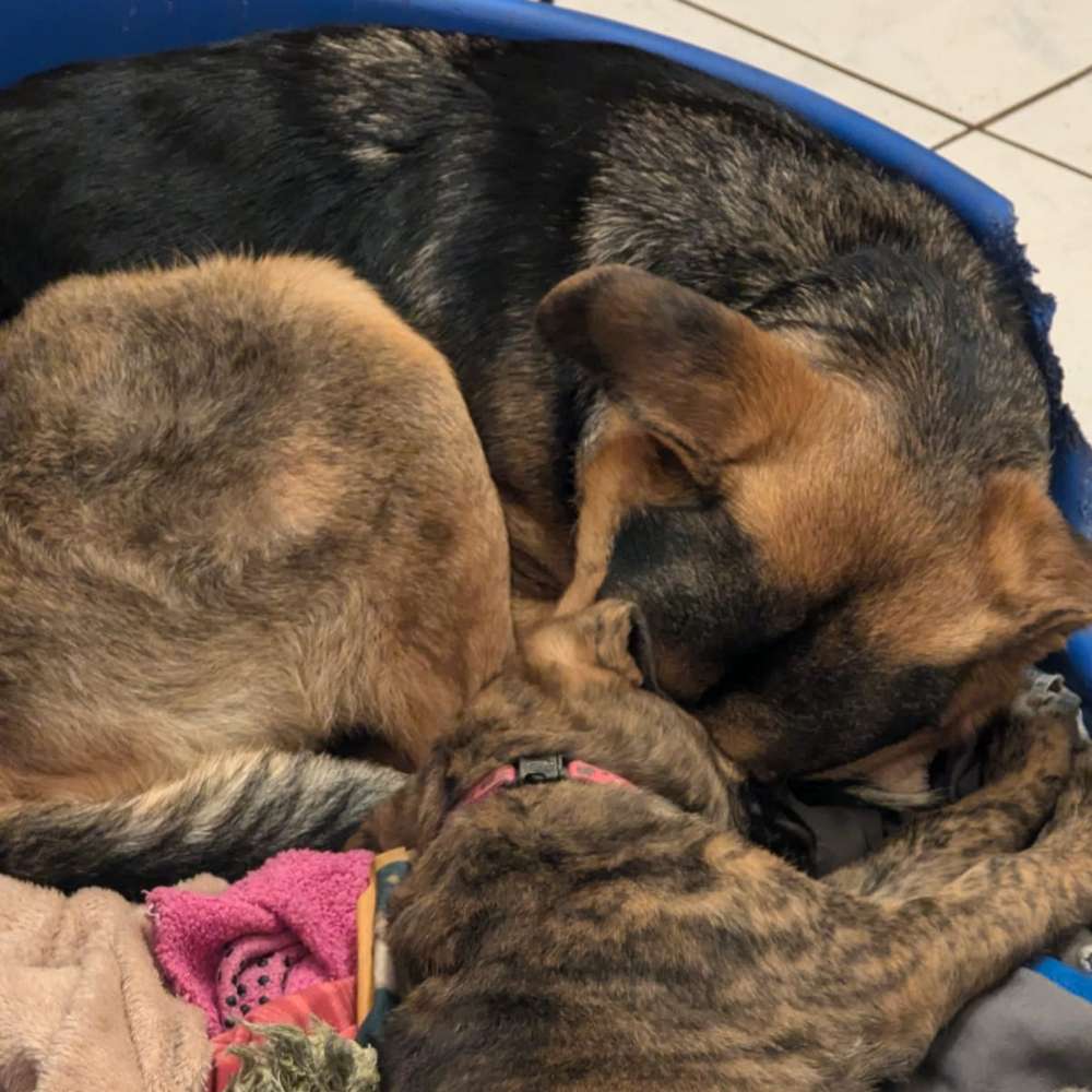 Hundetreffen-Spiel und Gassi rund Weener-Profilbild