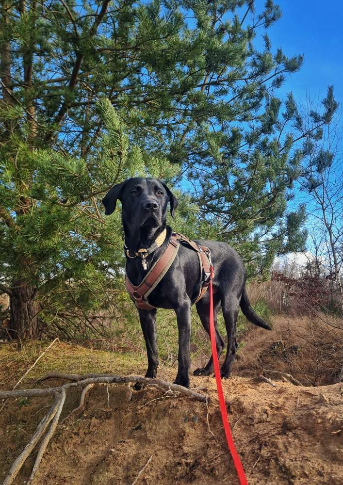 Hundetreffen-Gemeinsam Leinenführigkeit üben-Profilbild