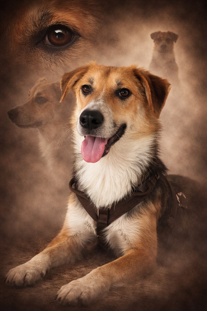 Hundetreffen-Spaziergänge-Profilbild