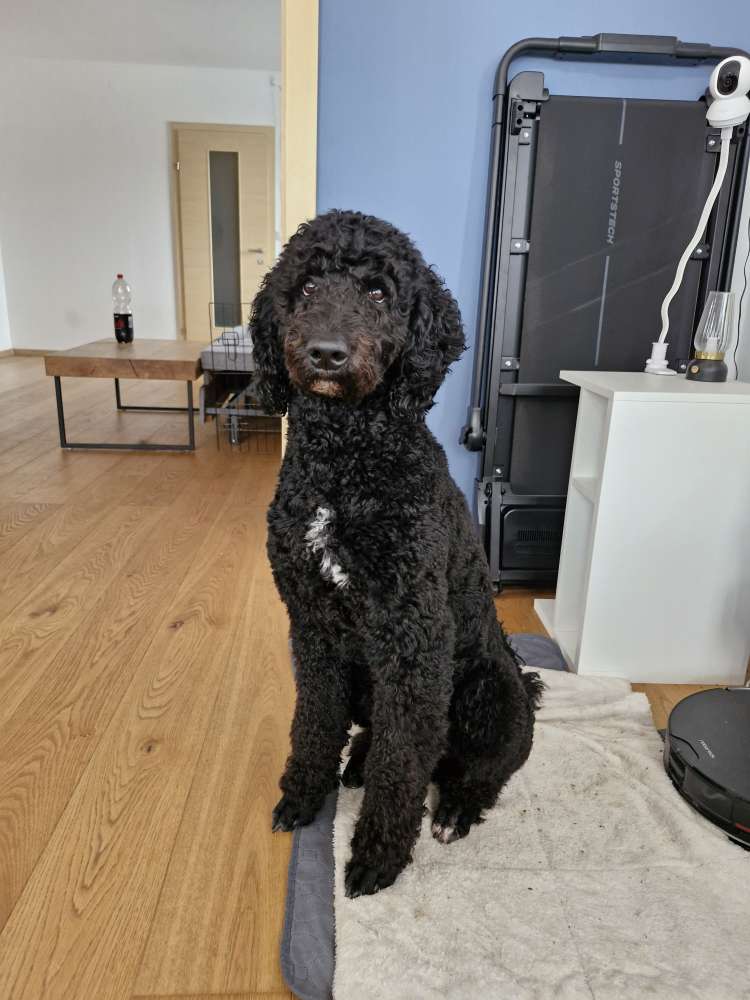 Hundetreffen-Kennenlernen/Spieltreff-Profilbild