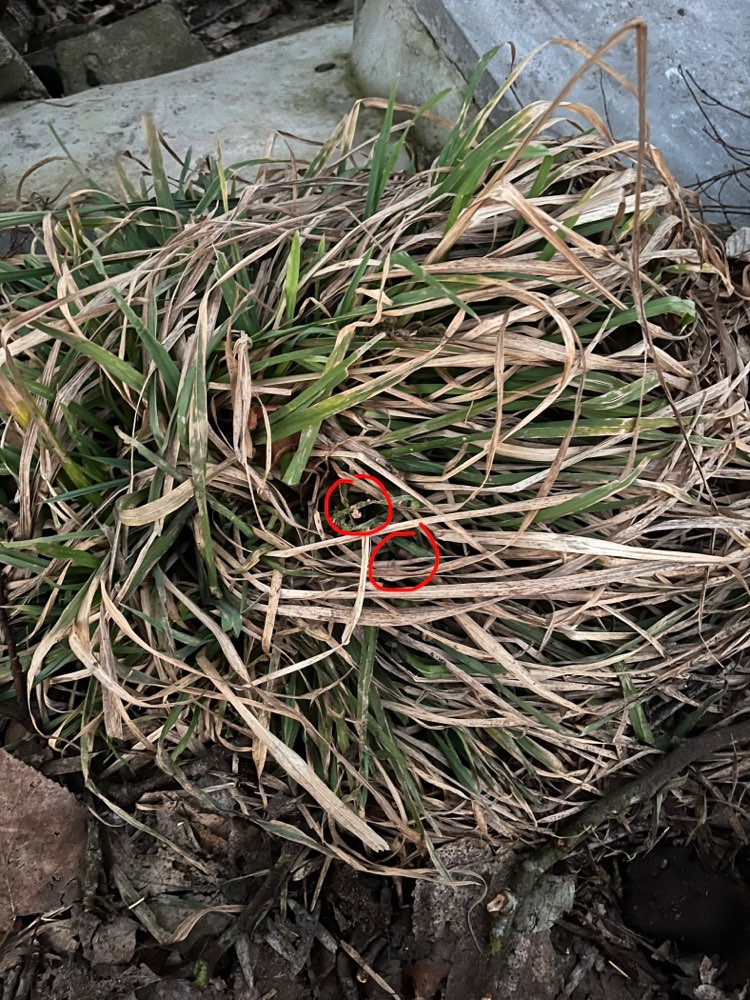 Giftköder-Eventueller Giftköder-Profilbild