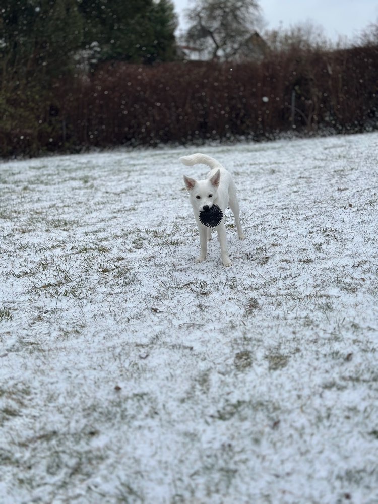 Hundetreffen-Gassi und Spielrunden-Profilbild