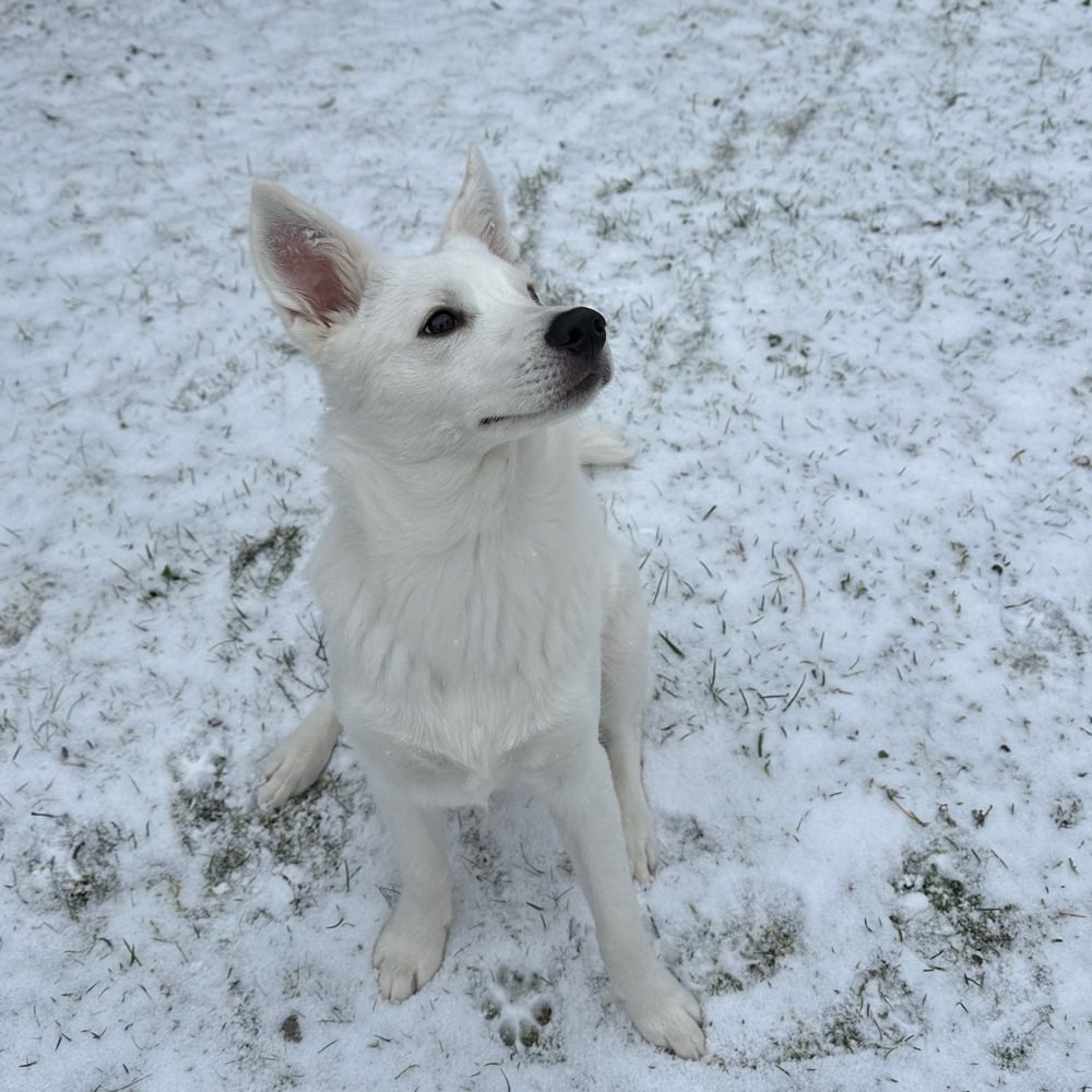 Hundetreffen-Gassi und Spielrunden-Profilbild