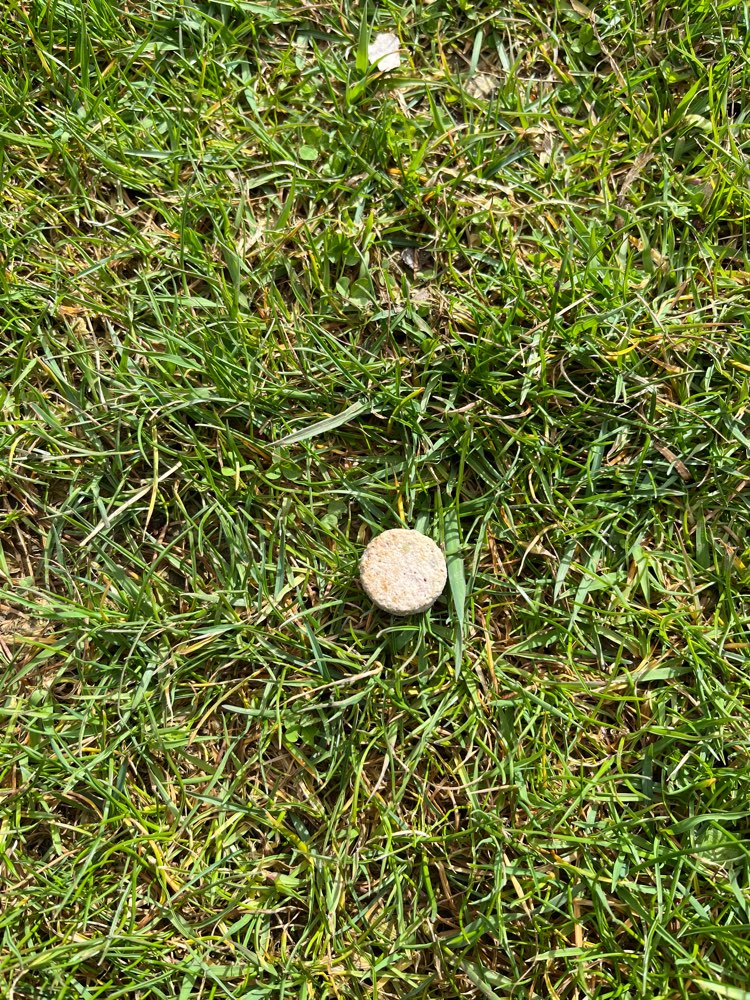 Giftköder-Runde seltsame Tabletten-Profilbild