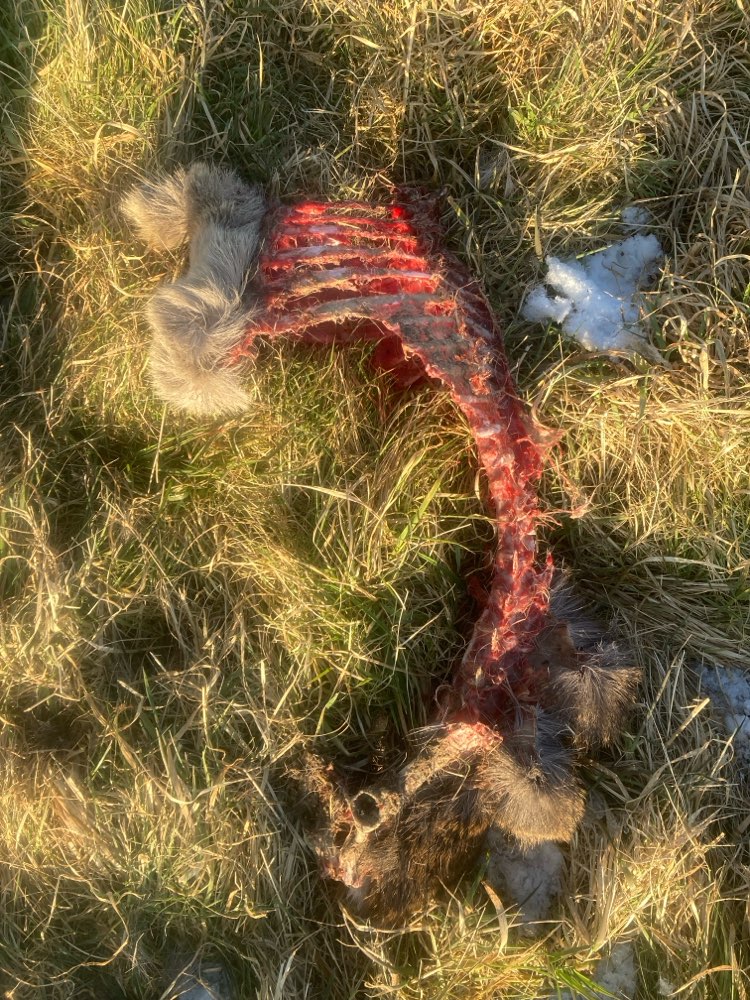 Giftköder-Kadaver-Profilbild