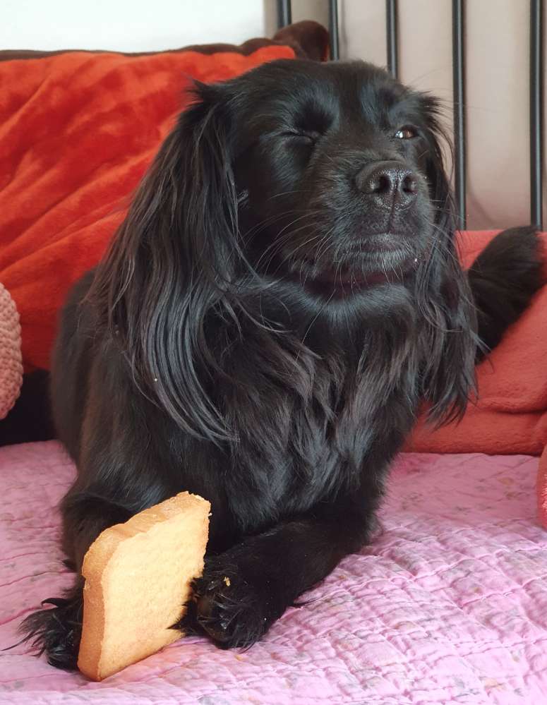 Hundetreffen-Gassi, Spielen-Profilbild