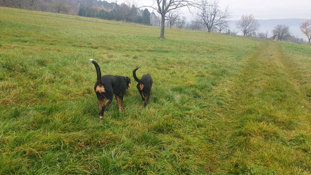 Hundetreffen-Hundekumpels gesucht-Profilbild