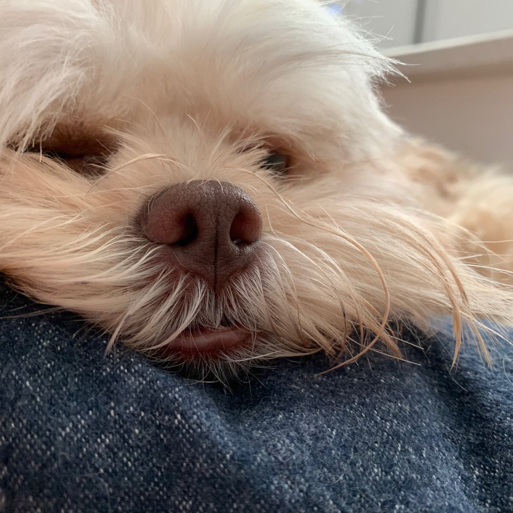 Hundetreffen-Übung von ruhigen Hundebegegnungen-Profilbild