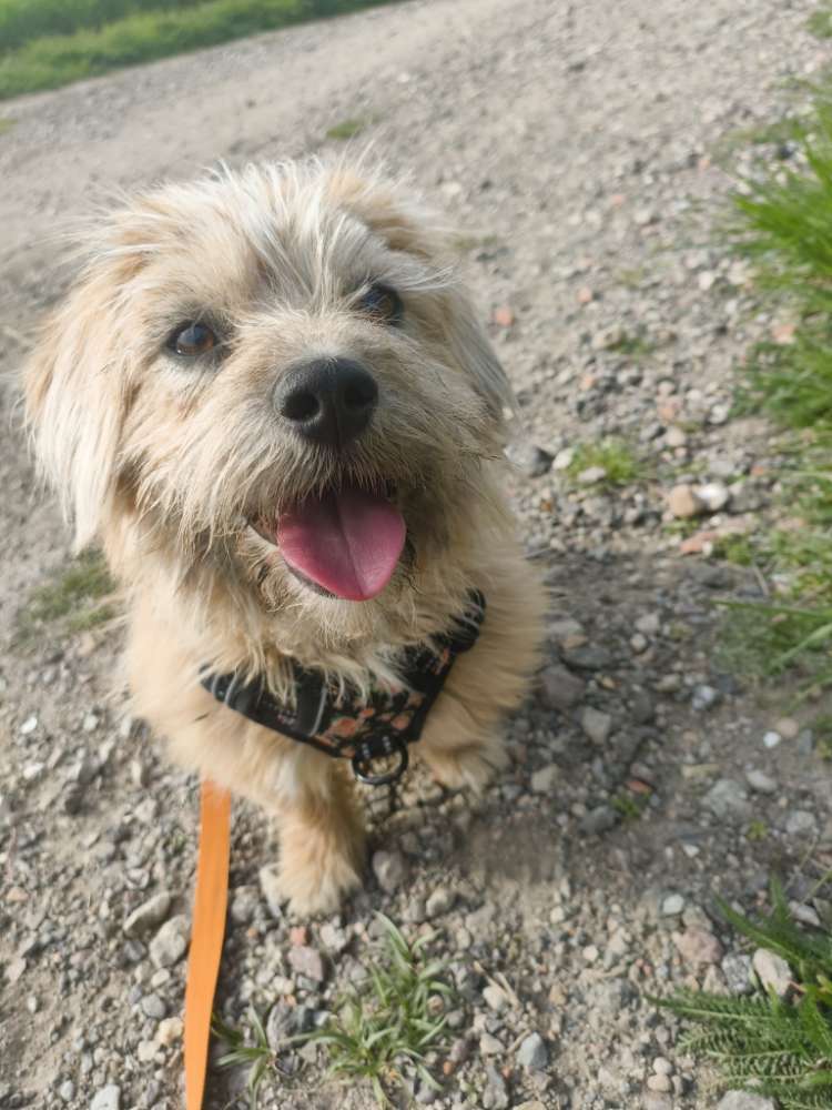 Hundetreffen-Spielrunde / Gassirunde-Profilbild