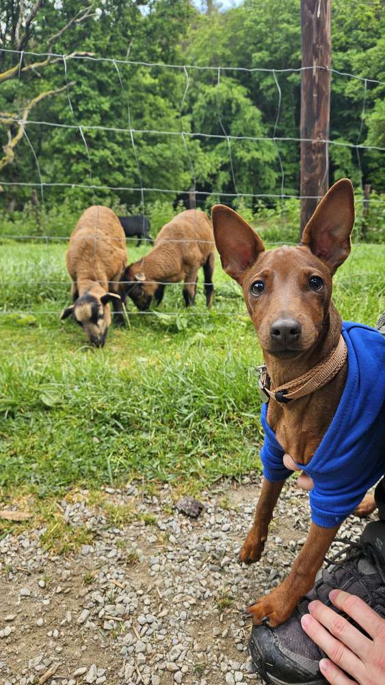 Hundetreffen-Spielen oder Gassi für kleine (Jung)hunde-Profilbild