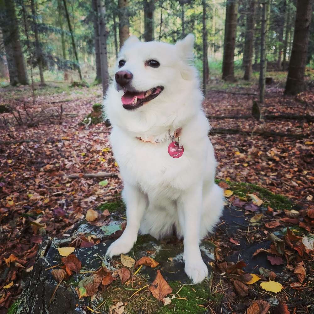 Hundetreffen-Maya sucht Netten Kontakt-Profilbild