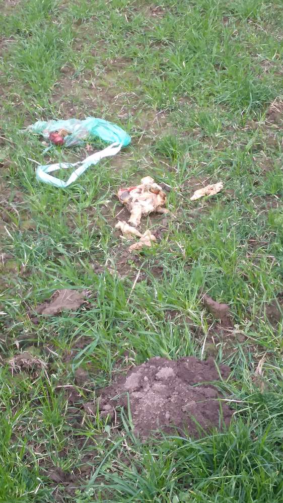 Giftköder-Große Knochenreste-Profilbild