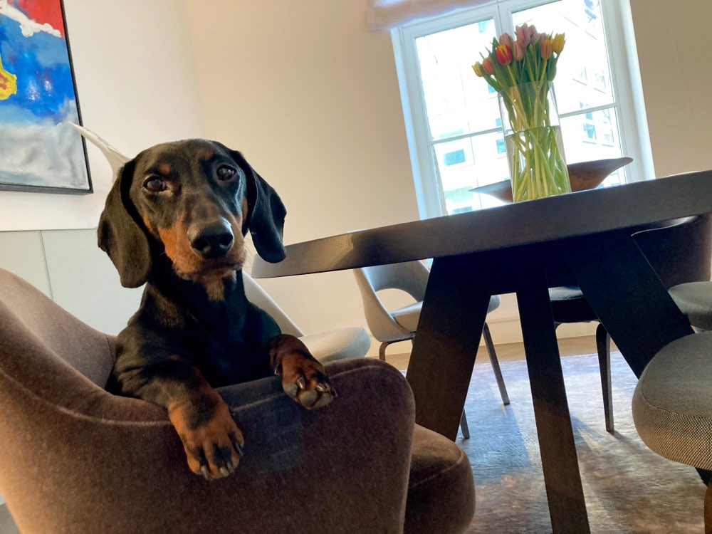 Hundetreffen-Hundefreundin gesucht-Profilbild