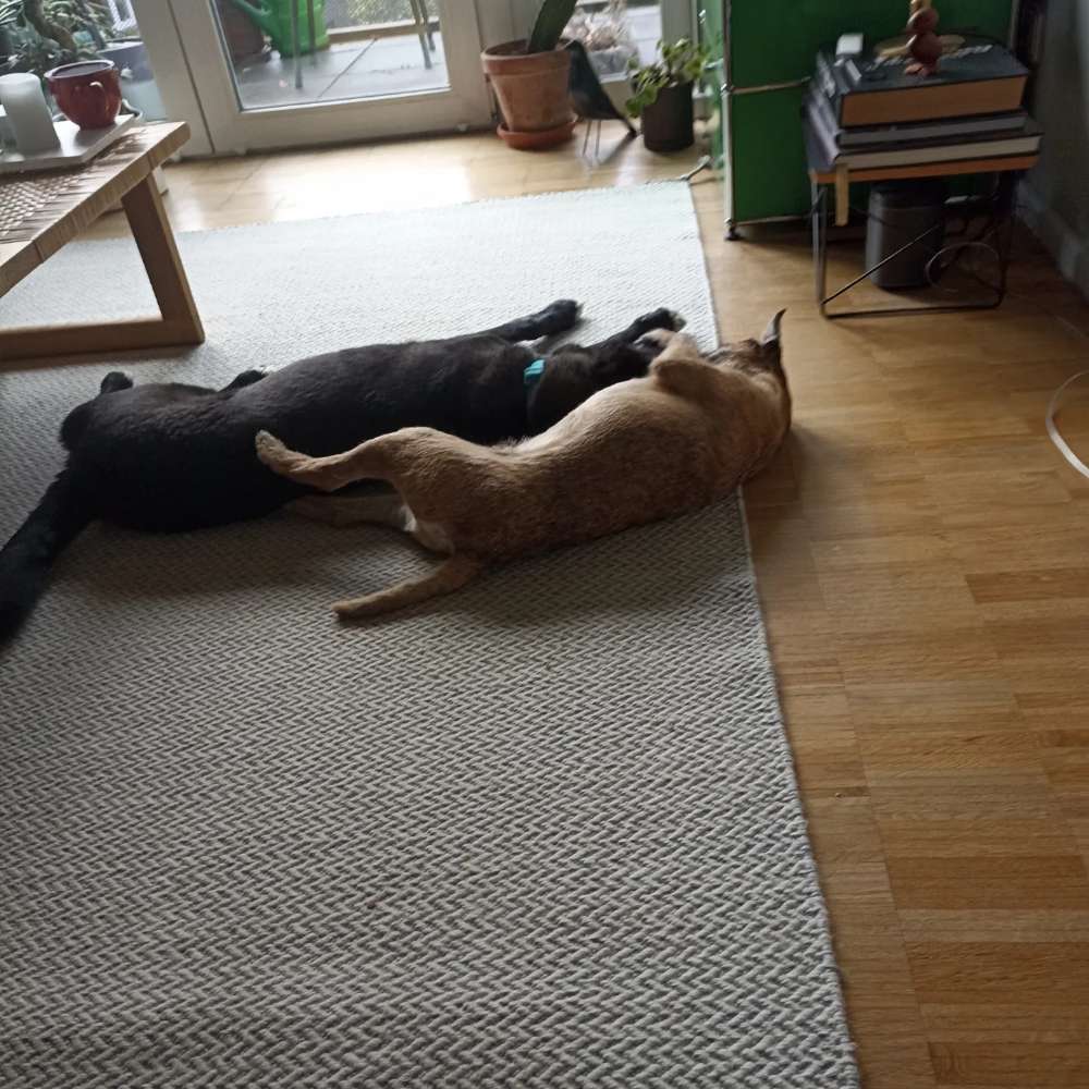 Hundetreffen-Spielen, lernen und Spazieren gehen-Profilbild