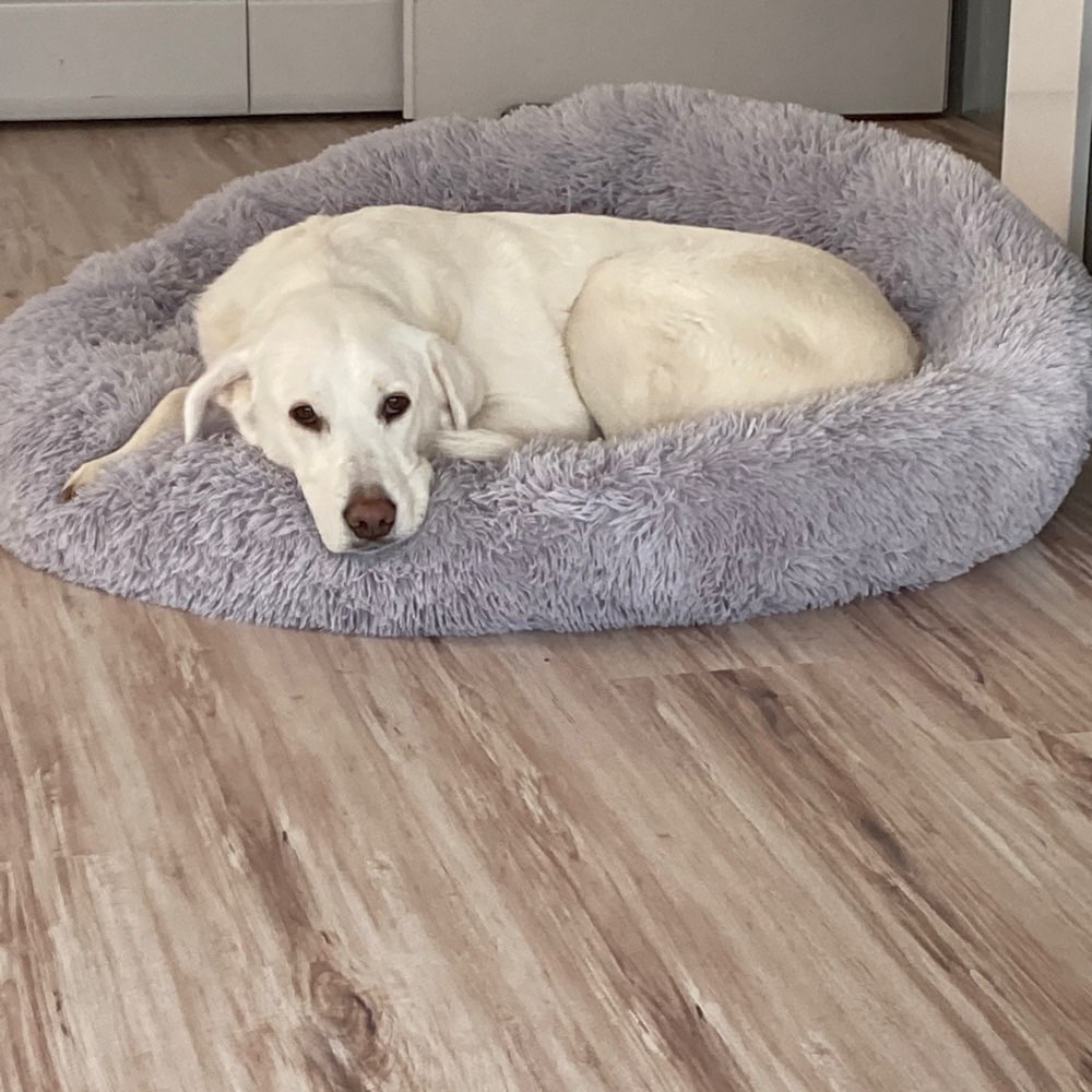 Hundetreffen-Begegnung und Spaziergang-Profilbild