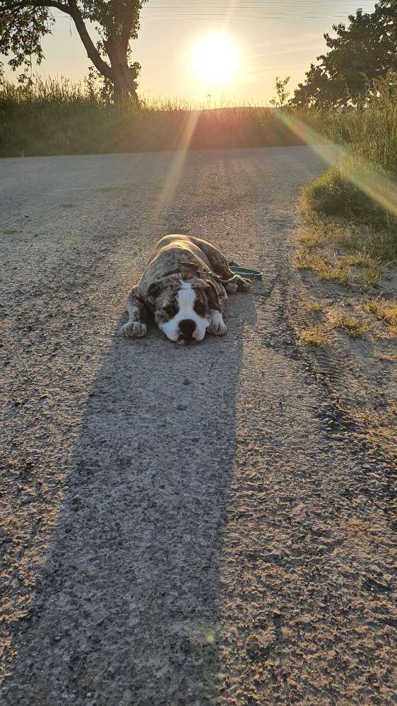 Hundetreffen-Wir suchen Hundekontakt zum trainieren, spielen und Gassi gehen.-Profilbild