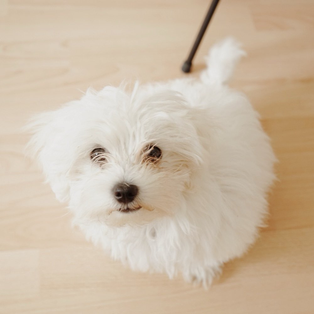 Hundetreffen-Maltichon (Junghund) braucht freundliche Hunde zum sozialisieren-Profilbild