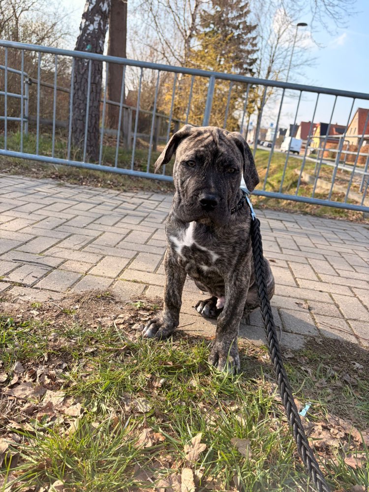 Hundetreffen-Drago sucht soziale Kontakte 🤍-Profilbild