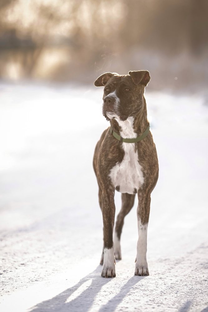 Hundetreffen-Gemeinsam Gassigehen und Spielen 🫶🏻-Profilbild