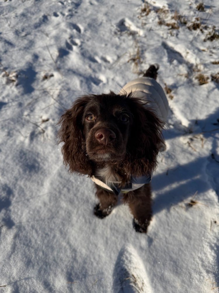 Hundetreffen-Welpen/Kleinhunde Spielen-Profilbild