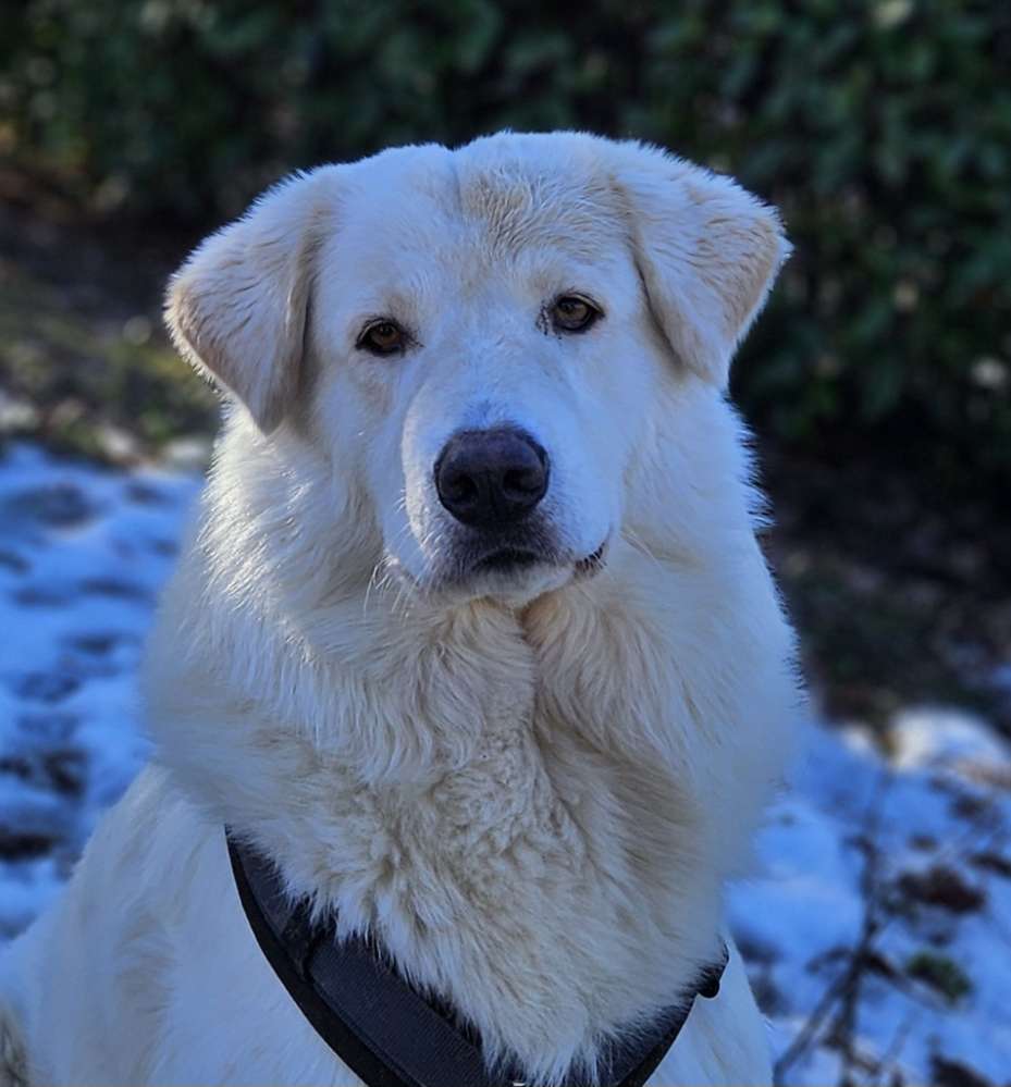Hundetreffen-Spazieren und Spielrunden-Profilbild