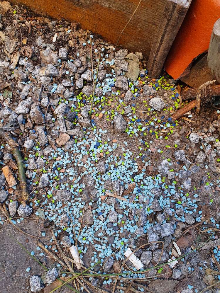 Giftköder-Giftköder vermutlich-Profilbild