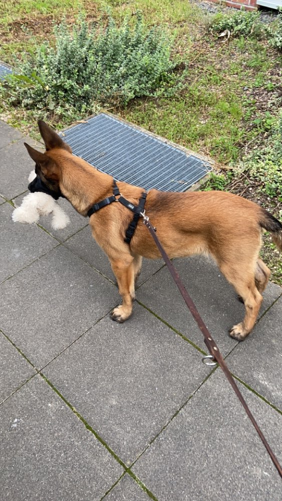 Hundetreffen-Welpentreffen in Köln-Profilbild