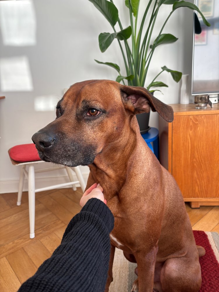 Hundetreffen-Playdate for Keno-Profilbild