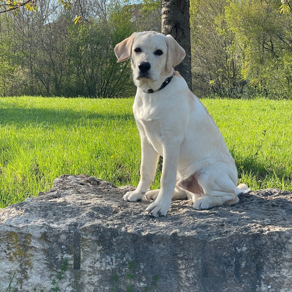 Hundetreffen-Spielrunde-Profilbild