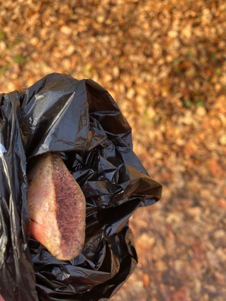 Giftköder-Spitze Knochen am Wegrand-Profilbild