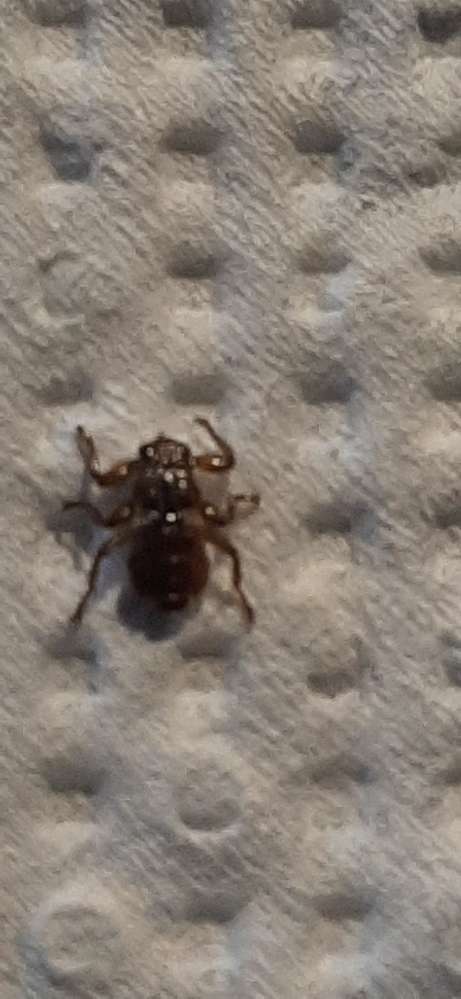 Giftköder-Hirschlausfliege-Profilbild