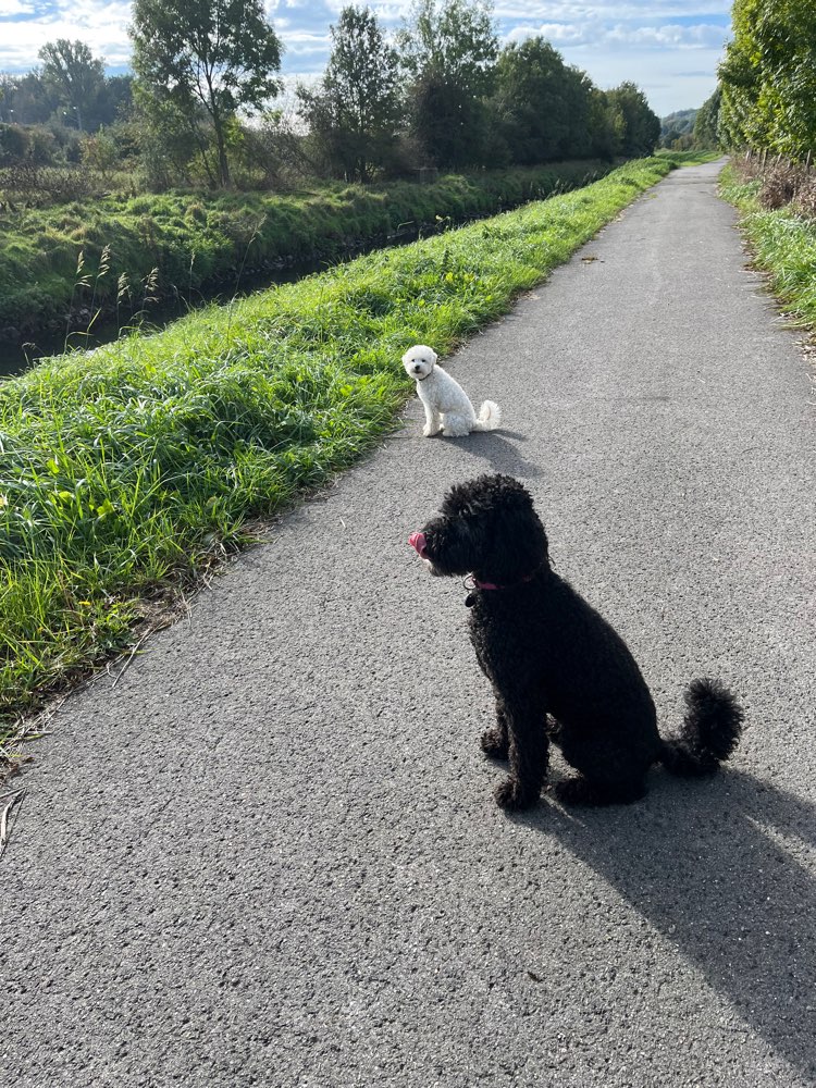 Hundetreffen-Morgendliche Gassirunde-Profilbild