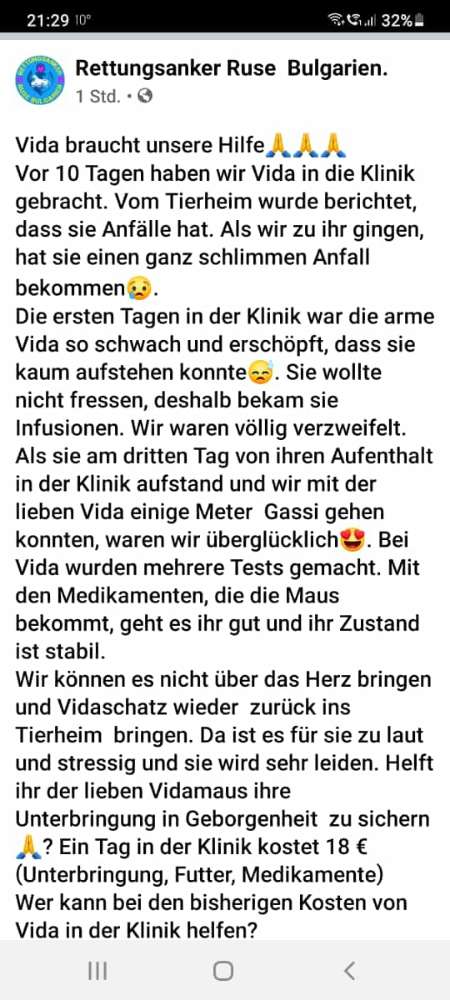 Hundetreffen-Hilfe für Vida-Profilbild