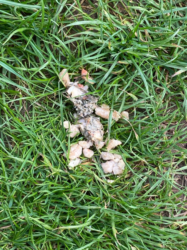 Giftköder-Mgl. Giftköder-Profilbild