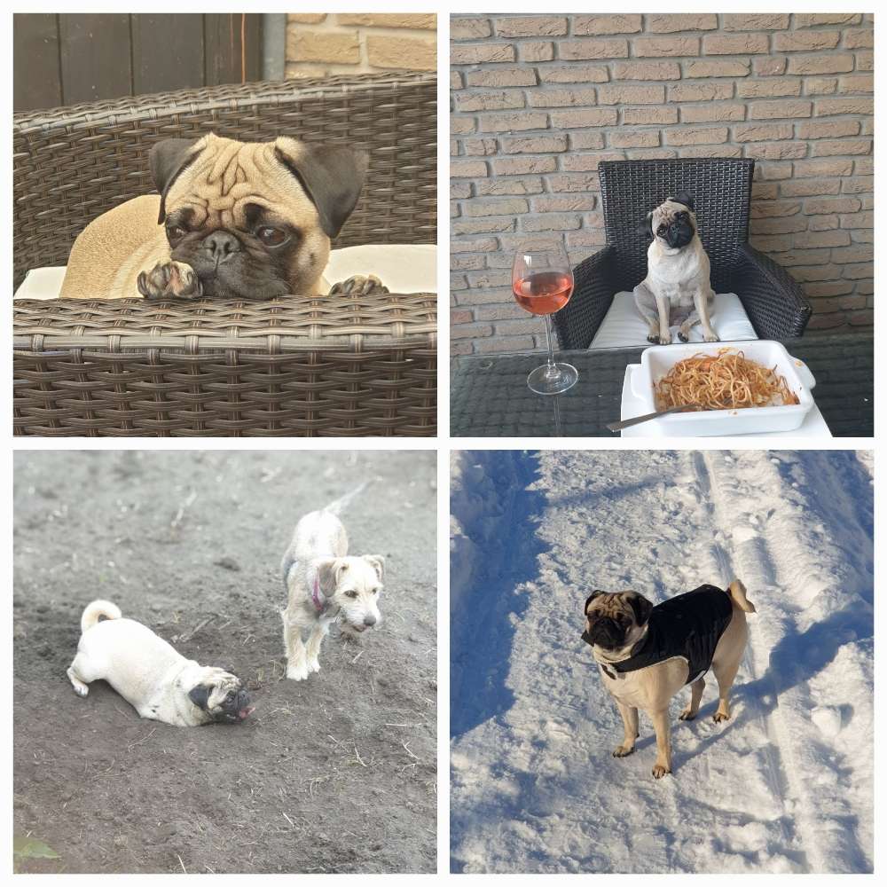 Hundetreffen-Eine Runde spazieren mit und ohne Leine!-Profilbild