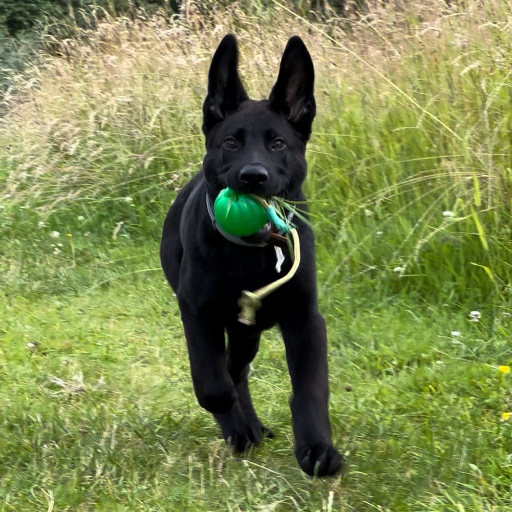 Hundetreffen-Welpen/Hundetreffen-Profilbild