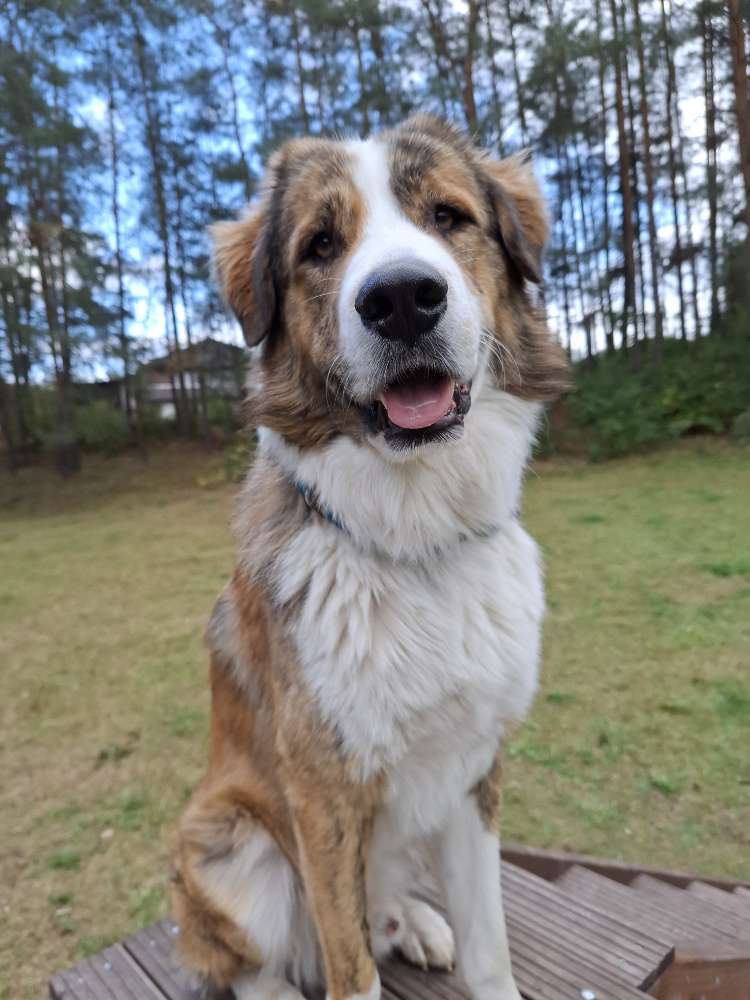 Hundetreffen-Spazier oder Spielrunde-Profilbild