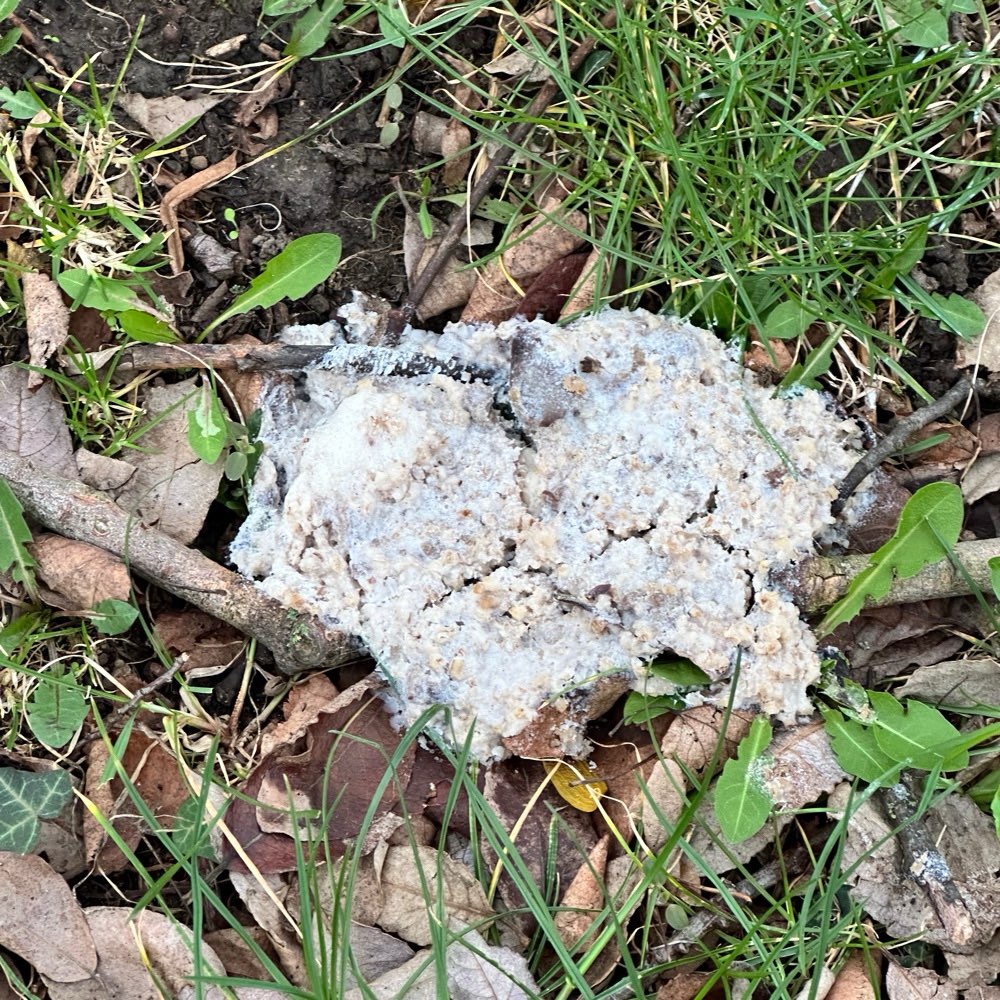 Giftköder-Weiße Masse-Profilbild