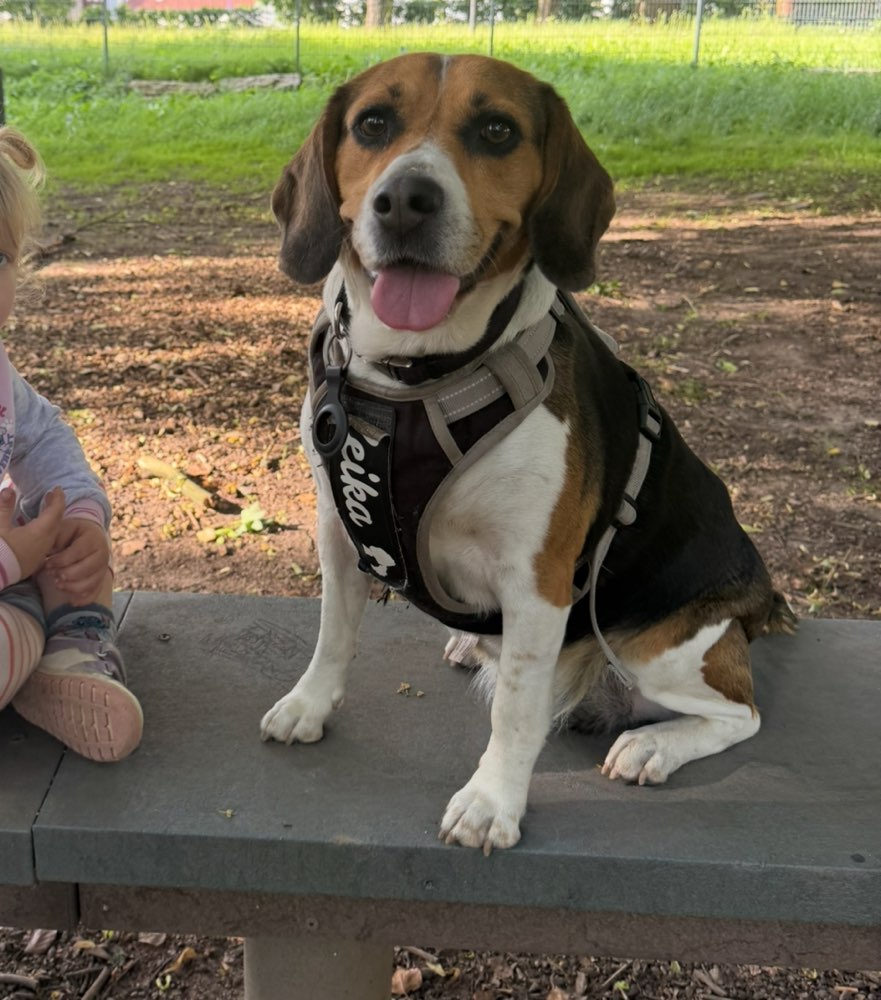 Hundetreffen-Hundespielplatz Zella-Mehlis-Profilbild