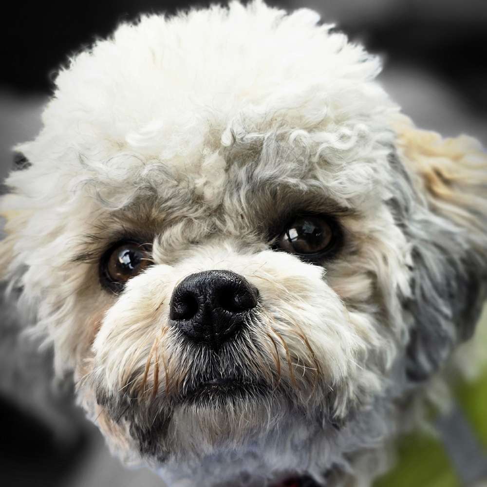 Hundetreffen-Spiel -und Gassirunde-Profilbild