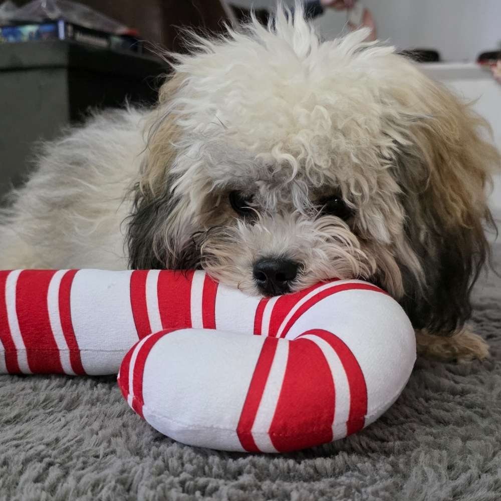 Hundetreffen-Spiel -und Gassirunde-Profilbild