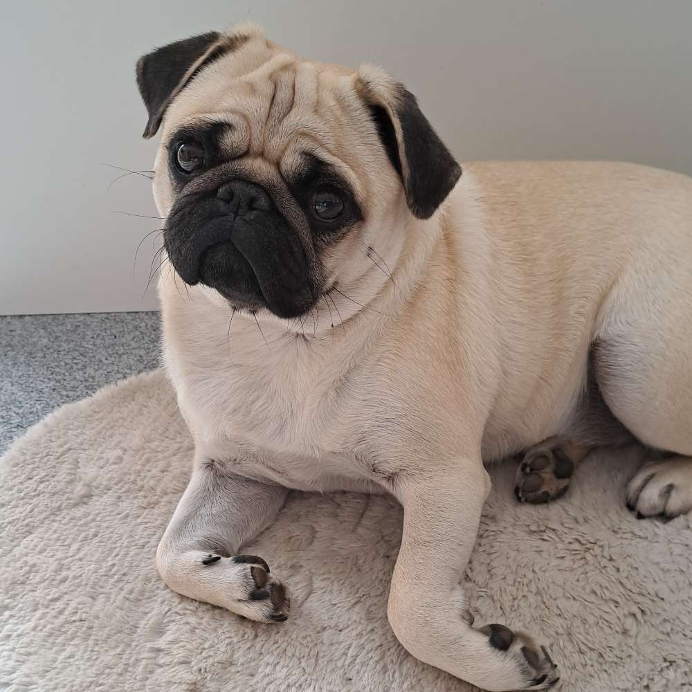 Hundetreffen-Gassi u Spielfreunde-Profilbild