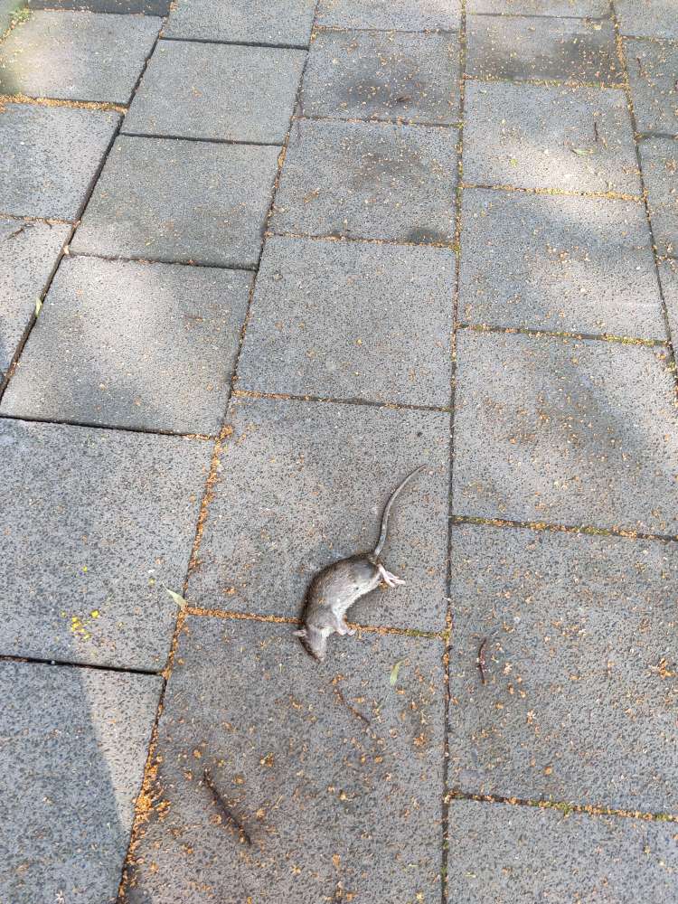 Giftköder-Tote Ratte/ Rattengift-Profilbild