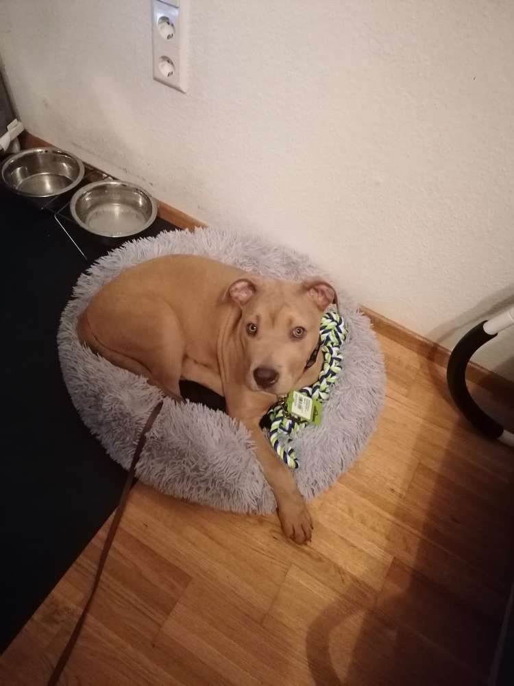 Hundetreffen-American Bully Welpe sucht Spielkameraden-Profilbild