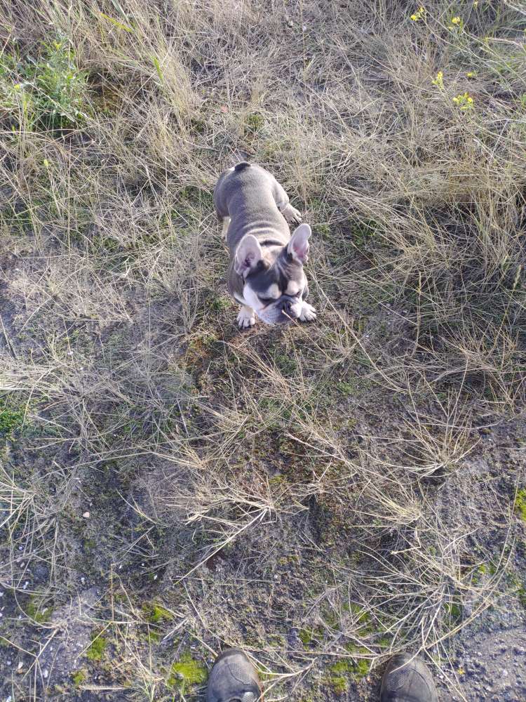 Hundetreffen-Goofy (Französische Bulldogge) sucht Spielgefährten-Profilbild