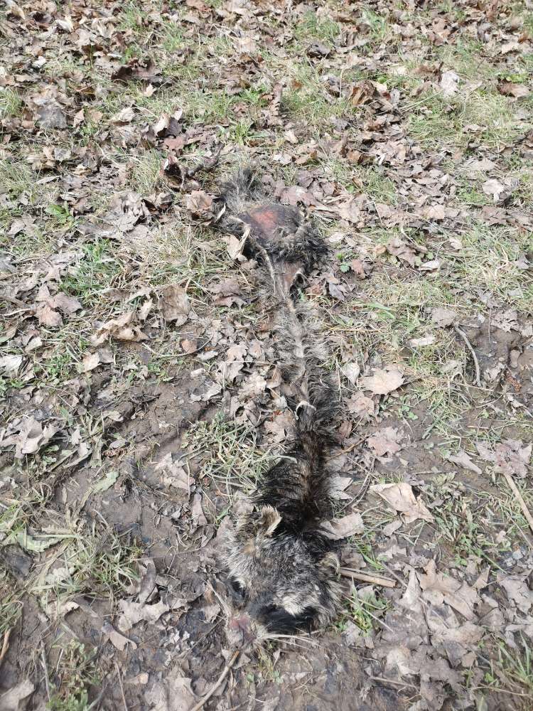 Giftköder-Gerissener Waschbär-Profilbild