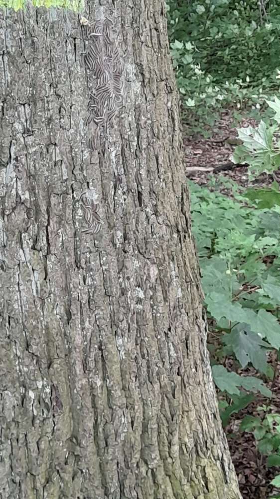 Giftköder-Eichenprozesionspinner-Profilbild