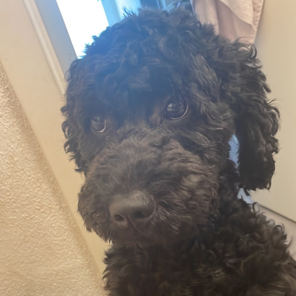 Hundetreffen-Junghunde Treffen in Püttlingen-Profilbild