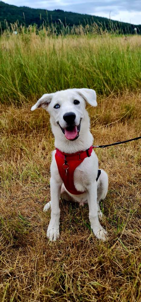 Hundetreffen-Gassirunde Käfertaler Wald-Profilbild